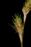 Greenwhite sedge